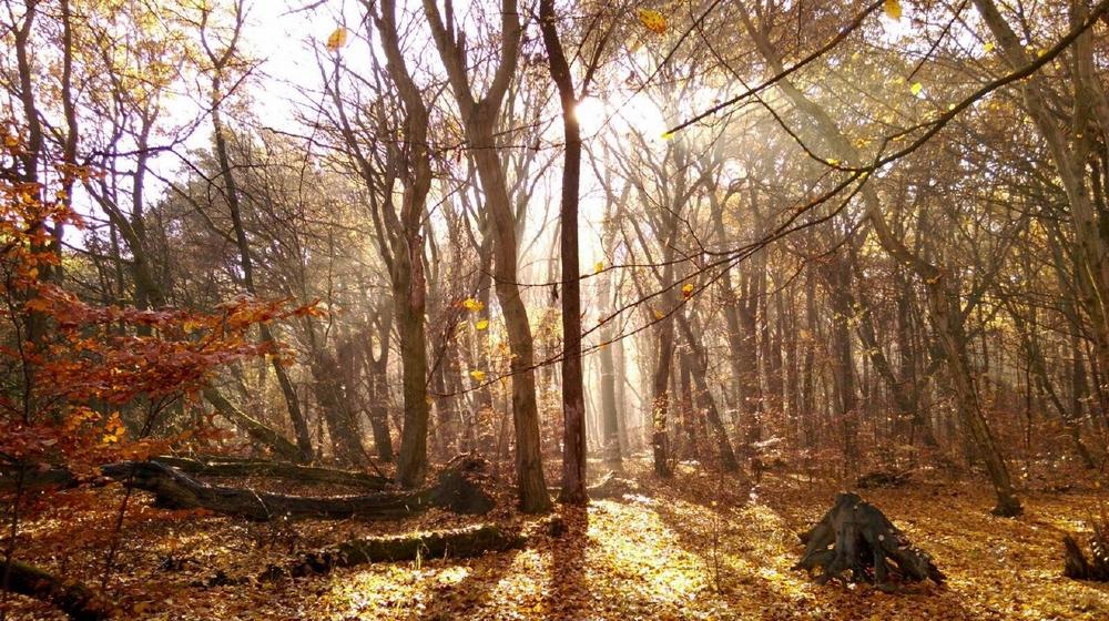 Indian-Summer Wanderung im Hainich (Unterhaltung / Freizeit | Weberstedt)