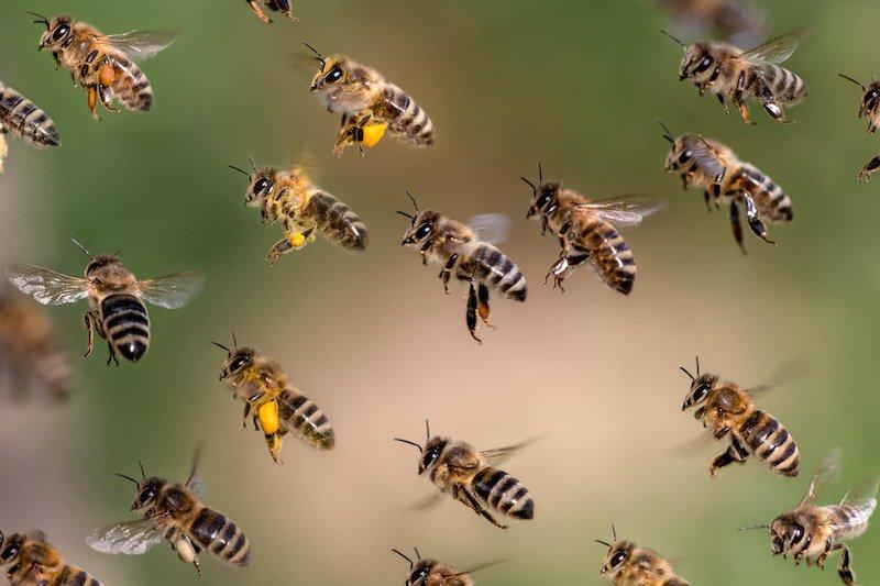 E-Learning-Kurs Bienen für TierärztInnen (Seminar | Online)