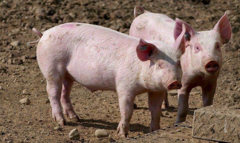 Grundkurs für Tierärzte zur Erlangung des besonderen Fachwissens gemäß § 7 (2) SchHaltHygV (Seminar | Online)