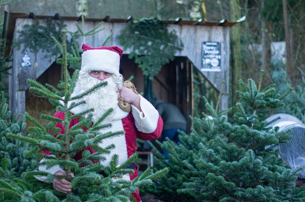 Tierische Weihnacht mit Tannenbaumverkauf im Wildpark Müden (Unterhaltung / Freizeit | Faßberg)