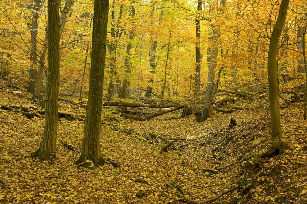 Indian Summer – Wanderung durch den Hainich (Unterhaltung / Freizeit | Weberstedt)