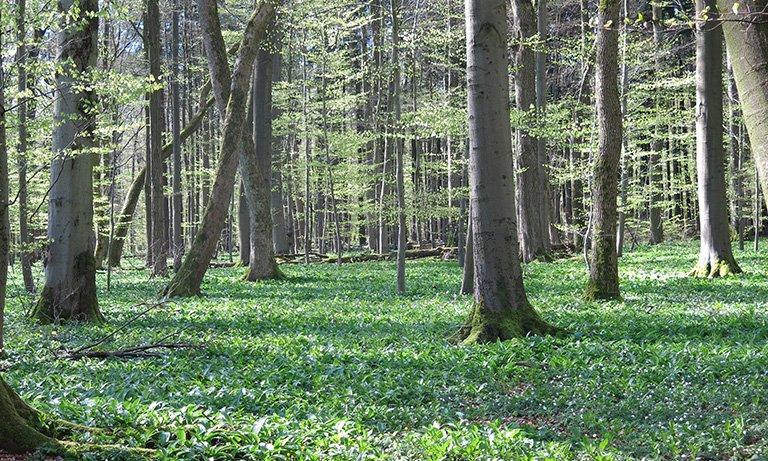 Himmelfahrt im WaldResort (Unterhaltung / Freizeit | Weberstedt)