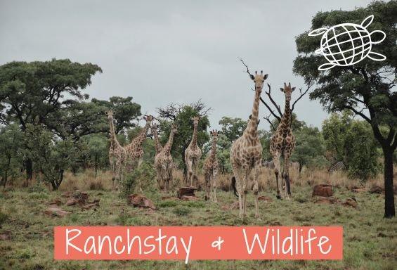 Online-Infoabend: Wildlife-Projekte und Ranchstay (Webinar | Online)