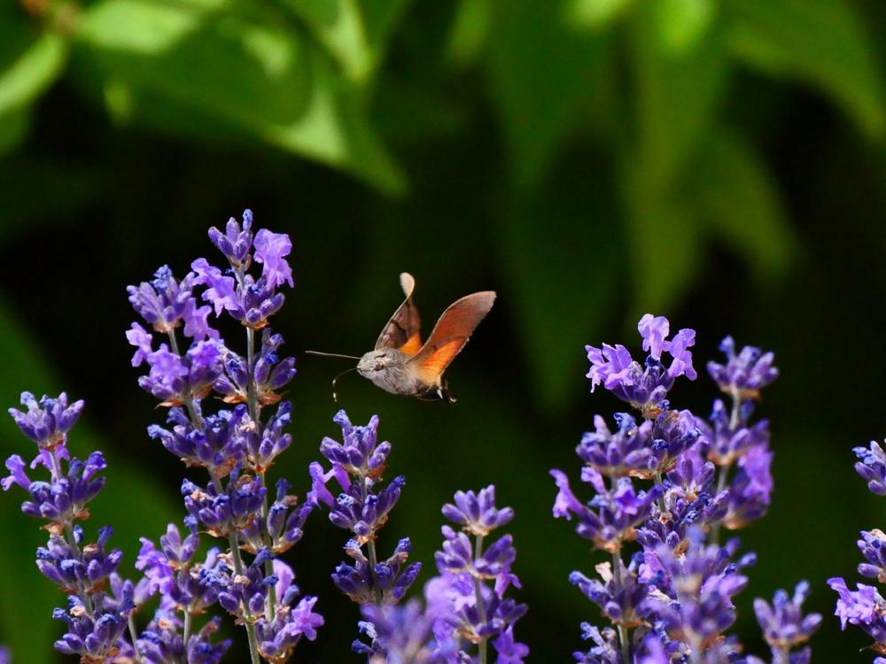 Weltbienentag im Schlosspark Dennenlohe (Unterhaltung / Freizeit | Unterschwaningen)