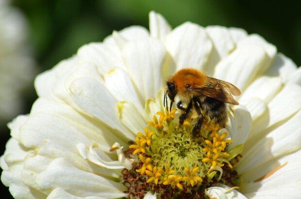 NEU „Die Welt der Bienen“ – Naturkundliche Führung (Unterhaltung / Freizeit | Bad Bevensen)