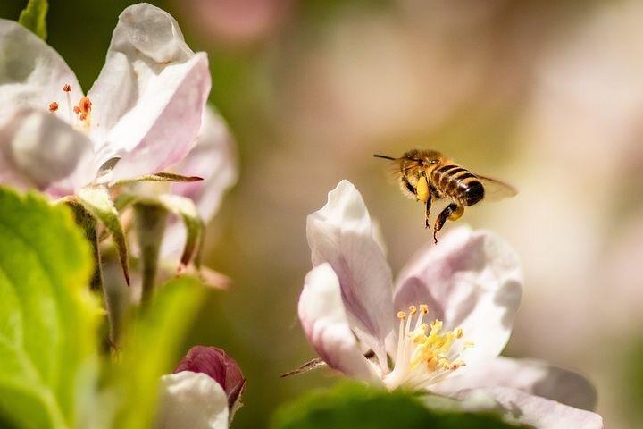 Seelische Gesundheit durch Gartengrün… (Vortrag | Unterschwaningen)